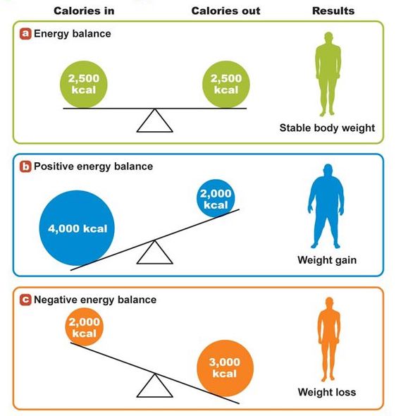 Nutrition 101: Calorie Balance